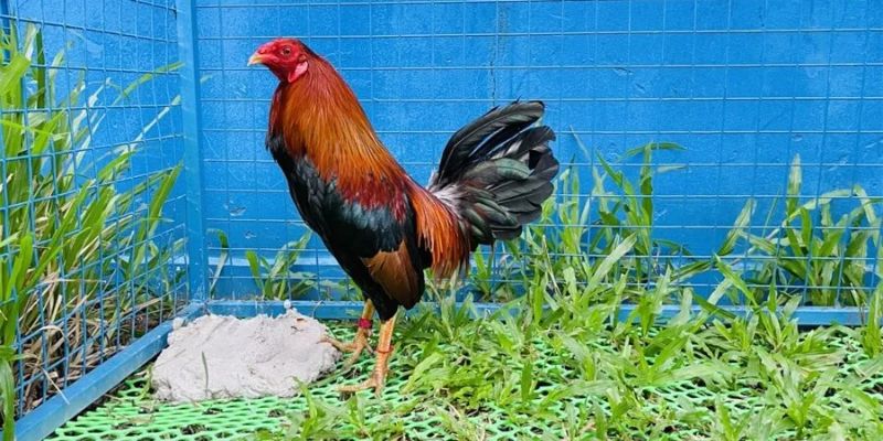 Tạo sao cần phải học cách nuôi gà đá cựa sắt?